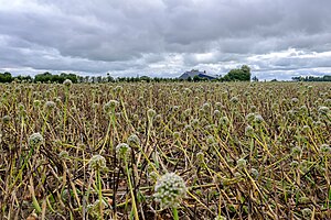 Uienveld bij boerderij Lutje Potje