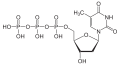 Desoxythymidin- triphosphat (dTTP)