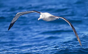 Diomedea exulans in flight - SE Tasmania