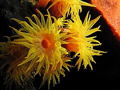 Tubastraea coccinea, Dendrophylliidae