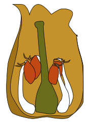 Flor de Arbutus, una ericácea, parte del perianto removido. Se observan los estambres (filamentosos basifijos filamento blanco, antera colorada) con 2 apéndices cada uno coloreado de marrón.