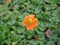 Geum cultivars