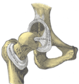 Situs ligamenti capitis femoris