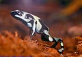 Bangkong racun hideung jeung héjo, Dendrobates auratus