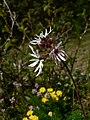 Lithophragma parviflorum