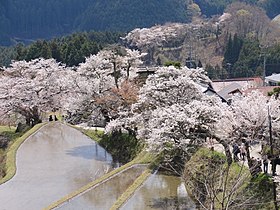 三多気の桜