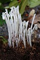 Monotropa uniflora ("Indian pipe")