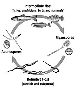 Myxozoans Life Cycle.jpg