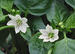 Spansk Peber (Capsicum annuum) i én af de mange sorter.