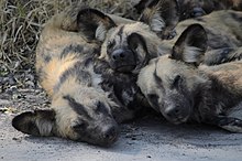 three wild dogs lying together