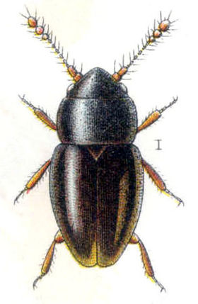 Ptenidium pusillum