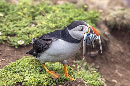Atlantic puffin with a mouth full of sand eels, by Charlesjsharp