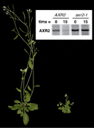 Pulse-chase analysis of auxin signal transduction in Arabidopsis thaliana wildtype and mutant.png