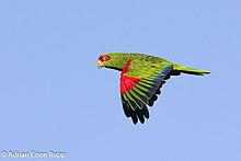 Red Spectacled Parrot Amazona Pretrei (68865565).jpeg