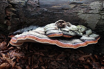 Roodgerande houtzwam (Fomitopsis pinicola)