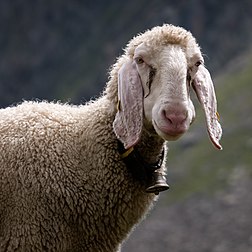 Un mouton du Tyrol. (définition réelle 2 436 × 2 436)