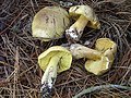 Grünling Tricholoma equestre