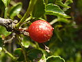 Ripe fruit