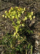 2007-04-06Helleborus foetidus24Habitus.jpg