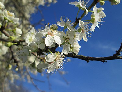 Blühender Ast einer Prunus cerasifera (Kirschpflaume) in Hockenheim zu Frühlingsanfang am 20. März