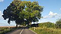 Allee südwestlich von Rheinsberg, Brandenburg