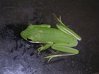 American Green Tree Frog, state amphibian