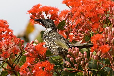 Feeding little wattlebird, by JJ Harrison