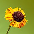   Bloem van een Helenium 'Flamingo'.