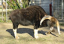 La forma del gaur domestica: un gayal. Qui un esemplare maschio.