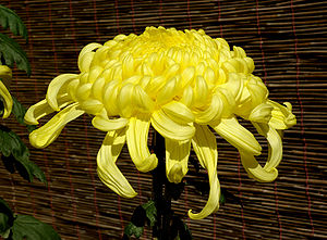 Chrysanthemum at Osaka Japan