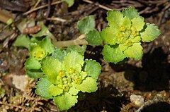 花序を取り囲む苞葉は茎葉と同じ形。黄緑色をおびる。