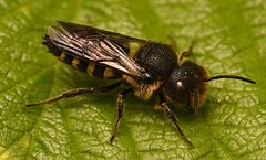 Coelioxys rufescens