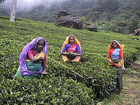 Apanhadoras de chá