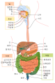 한국어