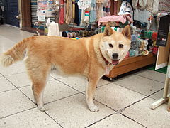 Dobyn onomichi guide dog.jpg