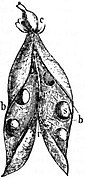 EB1911 - Leguminosae - Fig. 10.—Dry dehiscent Fruit. The pod (legume) of the Pea.jpg