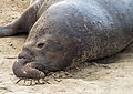 Image 26Male elephant seal resting between fights in Ano Nuevo