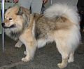 Eurasier (Saksa)