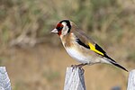 Thumbnail for File:European Goldfinch Saint-Jean-de-Monts.jpg