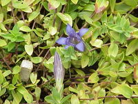 Gentiana septemfida