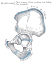 Plan of ossification of the hip bone