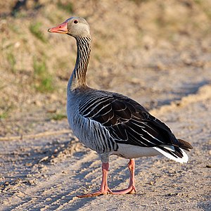 Grä Gus (Anser anser) LC - least concern (ei trüüwet)