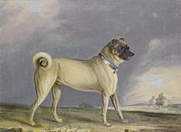 Um cão pug, sem focinho achatado, 1802