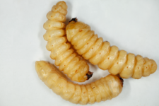 Larvae of P. reticularis