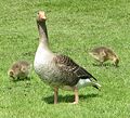 Greylag Goose