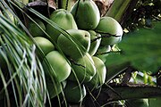 Nazi (Cocos nucifera)