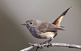 Inland Thornbill (5669197054) - edit