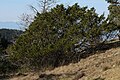 Juniperus maritima