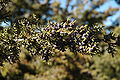 Foliage and cones, Santa Fe, New Mexico