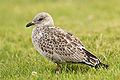 Pulcino di Larus delawarensis